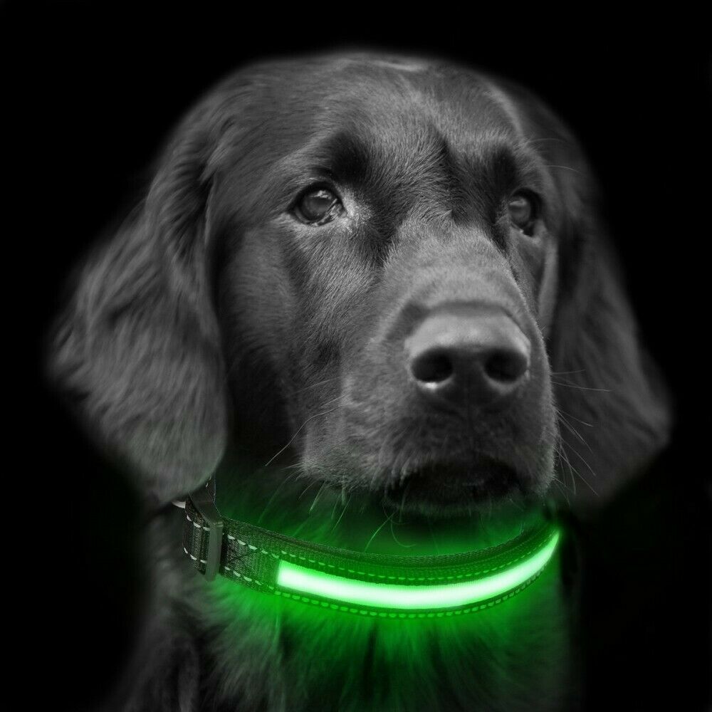 Collare LED Fluo Regolabile Luminoso Per Cani Ricarica Usb o Solare 3 Taglie